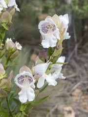 Prostanthera striatiflora