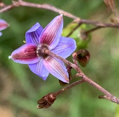 Dianella longifolia longifolia