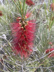 Melaleuca orophila