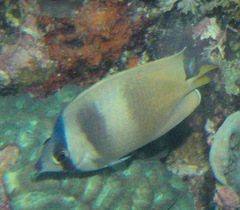 Chaetodon kleinii