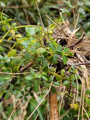 Peperomia tetraphylla