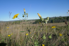 Sonchus tenerrimus