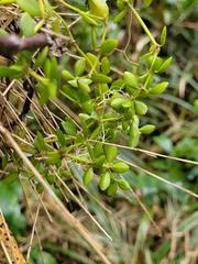 Peperomia tetraphylla