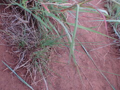 Eragrostis chloromelas