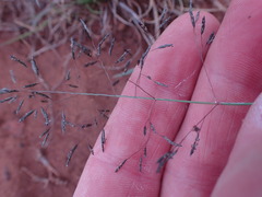 Eragrostis chloromelas