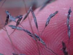 Eragrostis chloromelas