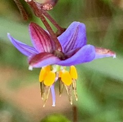 Dianella longifolia longifolia
