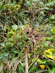 Peperomia tetraphylla