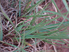 Eragrostis chloromelas