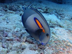 Acanthurus olivaceus