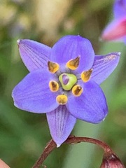 Dianella longifolia longifolia