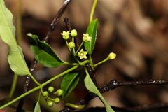 Leichhardtia coronata