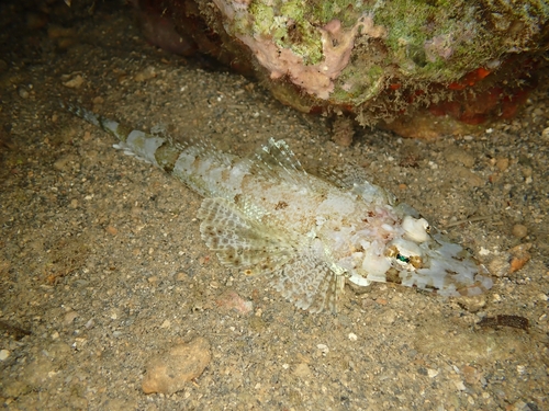 Thysanophrys chiltonae observed 2022-11-24