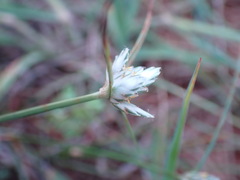 Cyperus niveus