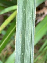 Dianella longifolia longifolia