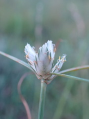 Cyperus niveus