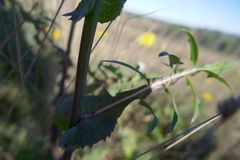 Sonchus tenerrimus