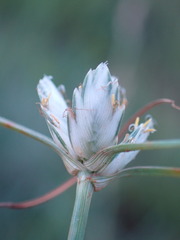 Cyperus niveus