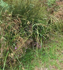 Dianella longifolia longifolia