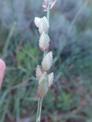 Eragrostis superba
