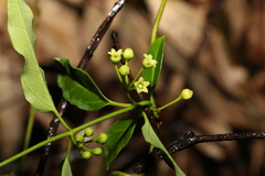 Leichhardtia coronata