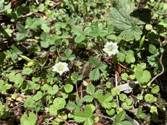 Chondrophylla