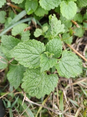 Lamium