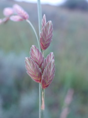 Eragrostis superba