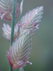 Eragrostis superba