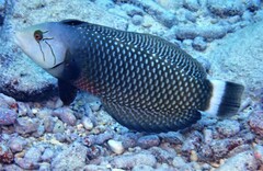 Novaculichthys taeniourus