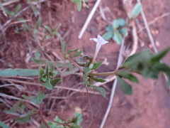 Dyschoriste setigera