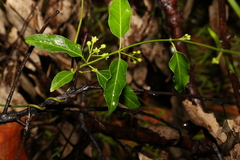 Leichhardtia coronata