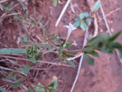 Dyschoriste setigera