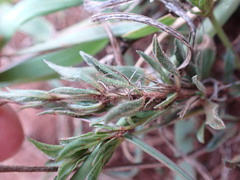 Dyschoriste setigera