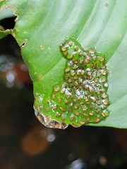 Agalychnis callidryas