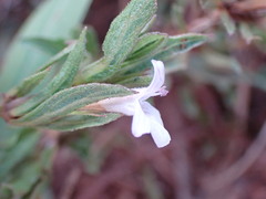 Dyschoriste setigera