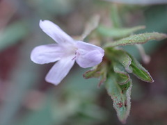 Dyschoriste setigera