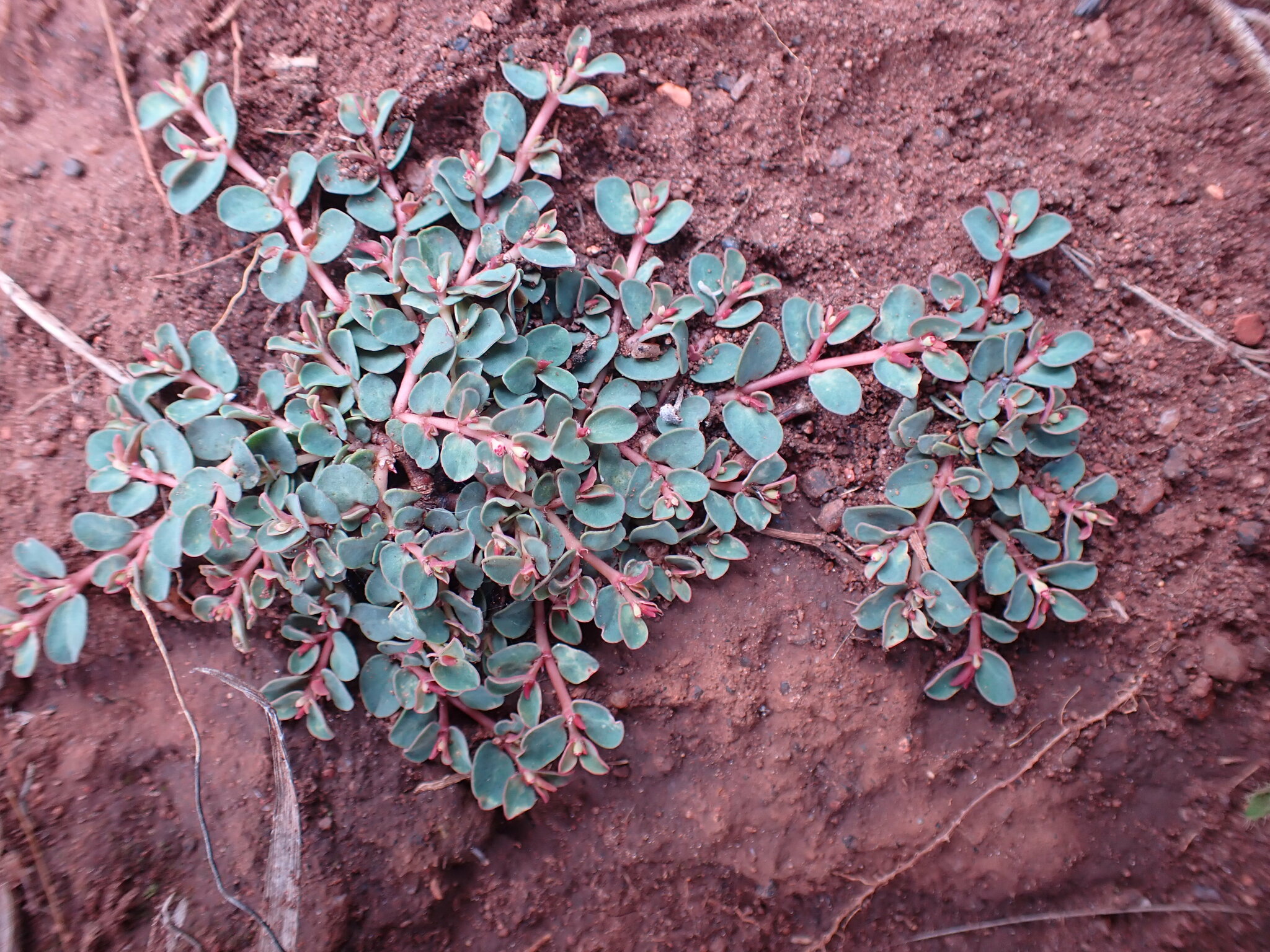 Euphorbia inaequilatera