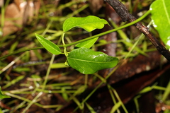 Leichhardtia coronata