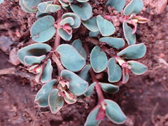 Euphorbia inaequilatera