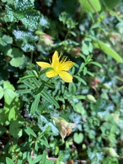 Hypericum nagasawae