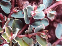 Euphorbia inaequilatera