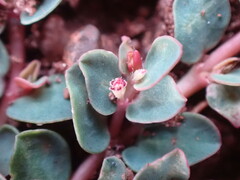 Euphorbia inaequilatera