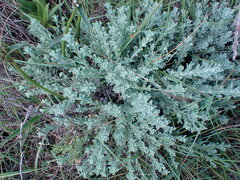 Helichrysum callicomum