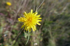 Sonchus tenerrimus