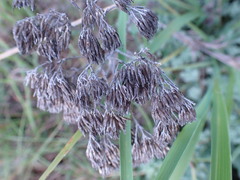 Helichrysum callicomum