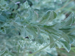 Helichrysum callicomum