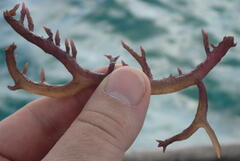 Kappaphycus alvarezii