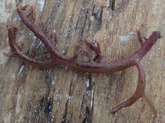 Kappaphycus alvarezii