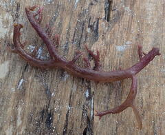 Kappaphycus alvarezii